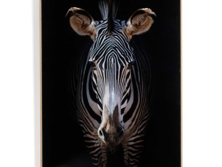 Zebra Stare by Getty Images Online Sale