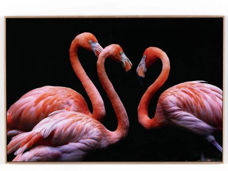 Three Flamingos by Getty Images For Sale